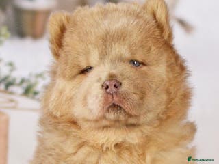 Chow Chow dogs Lesley Chow - Advert 9