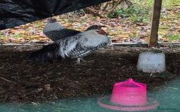 Chickens poultry for sale: Silver death later breeding group  - Advert 7