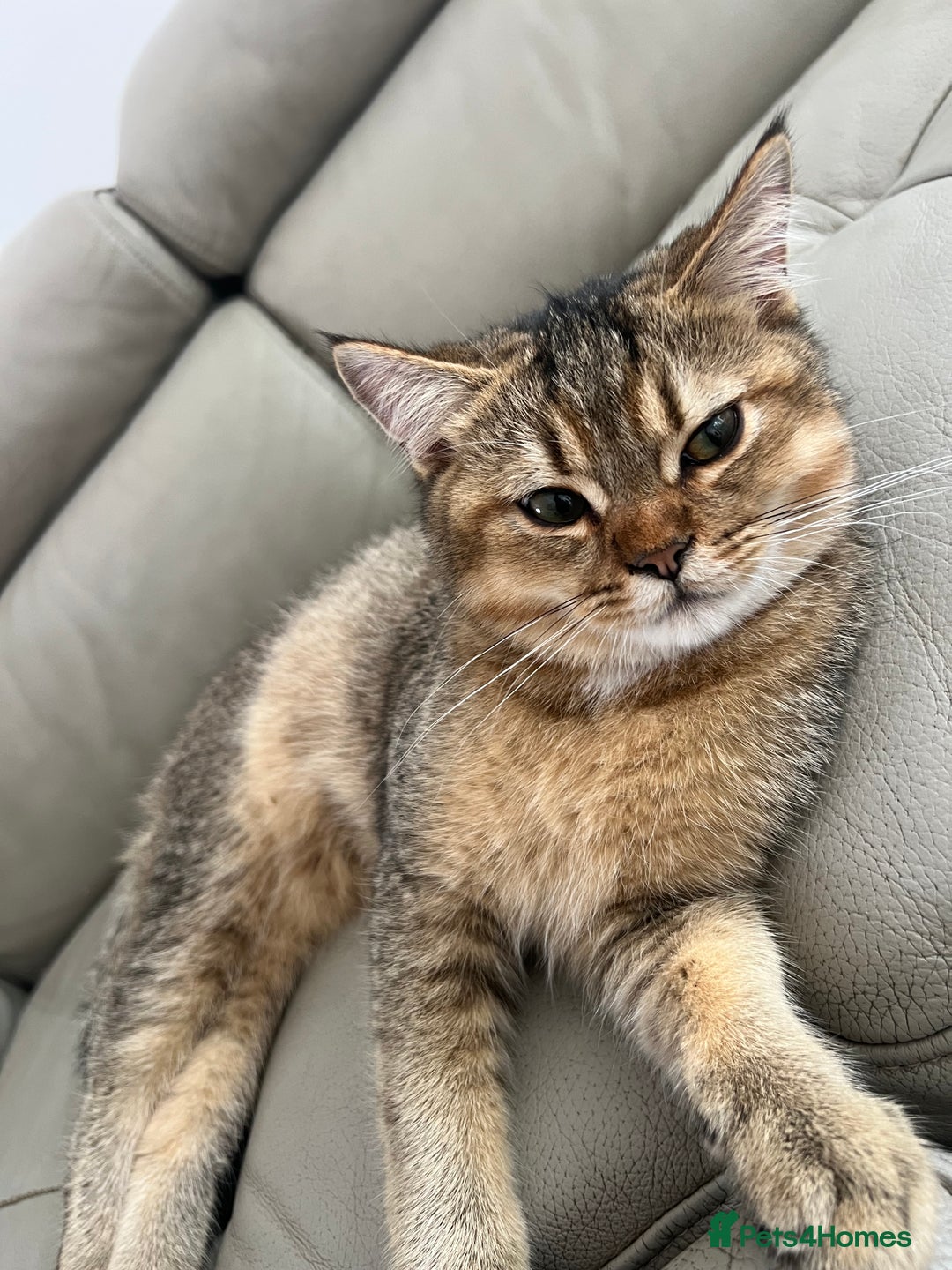 British Shorthair cats for sale: British shorthair - Image 3