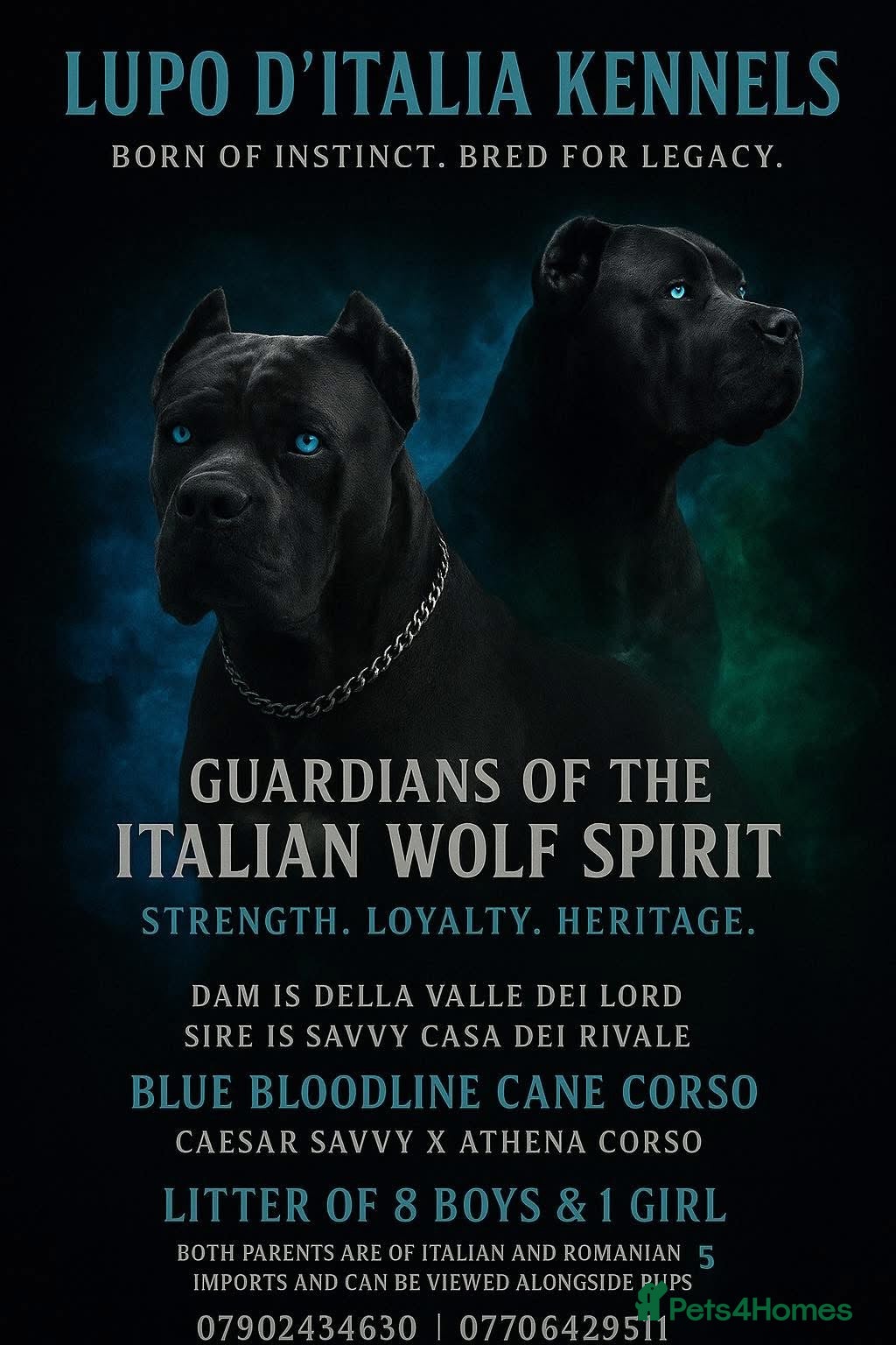 Cane Corso dogs Lupo D’Italia Kennels - Advert 5