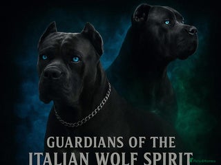 Cane Corso dogs Lupo D’Italia Kennels - Advert 10