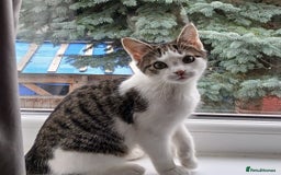 Domestic Shorthair cats for sale: Cute Domestic short hair Kitten, 5 Months Old  - Image 7