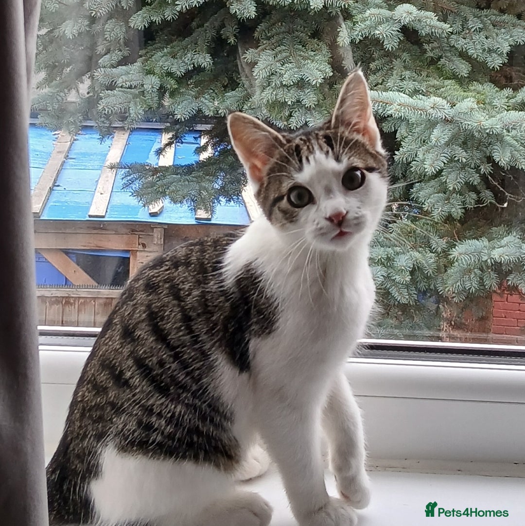 Domestic Shorthair cats for sale: Cute Domestic short hair Kitten, 5 Months Old  - Image 7