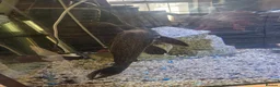 Plecos fish for sale: Mixture Of Fish in Great Yarmouth - Advert 5