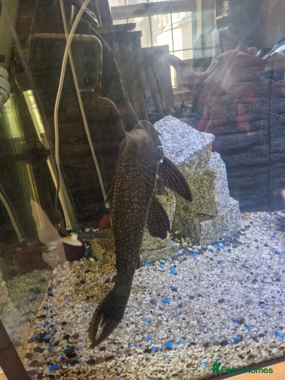 Plecos fish for sale: Mixture Of Fish in Great Yarmouth - Advert 5