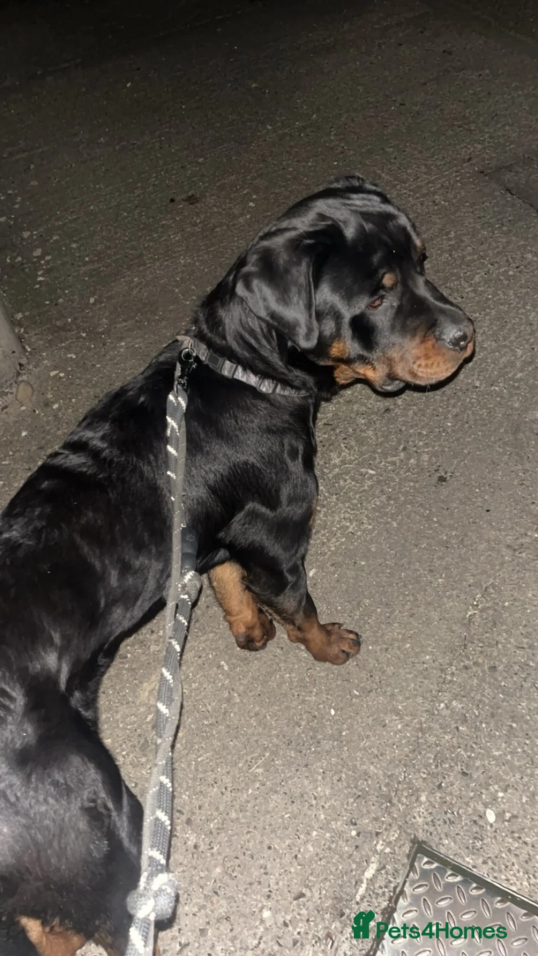 Rottweiler dogs for sale: Rottweiler  - Advert 2