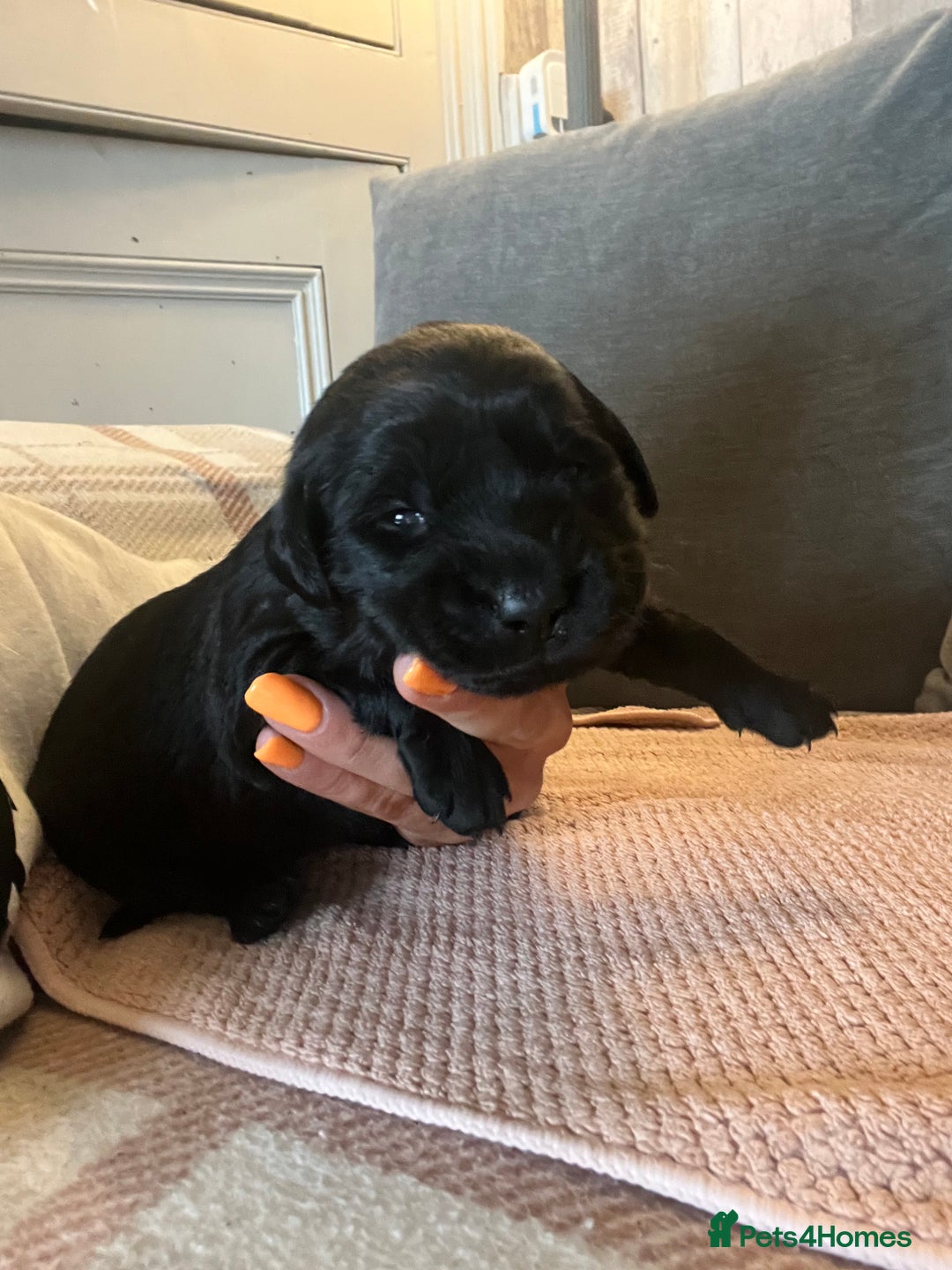 Mixed Breed dogs for sale: 3/4 lab 1/4 collie puppies  in Whitby - Image 13