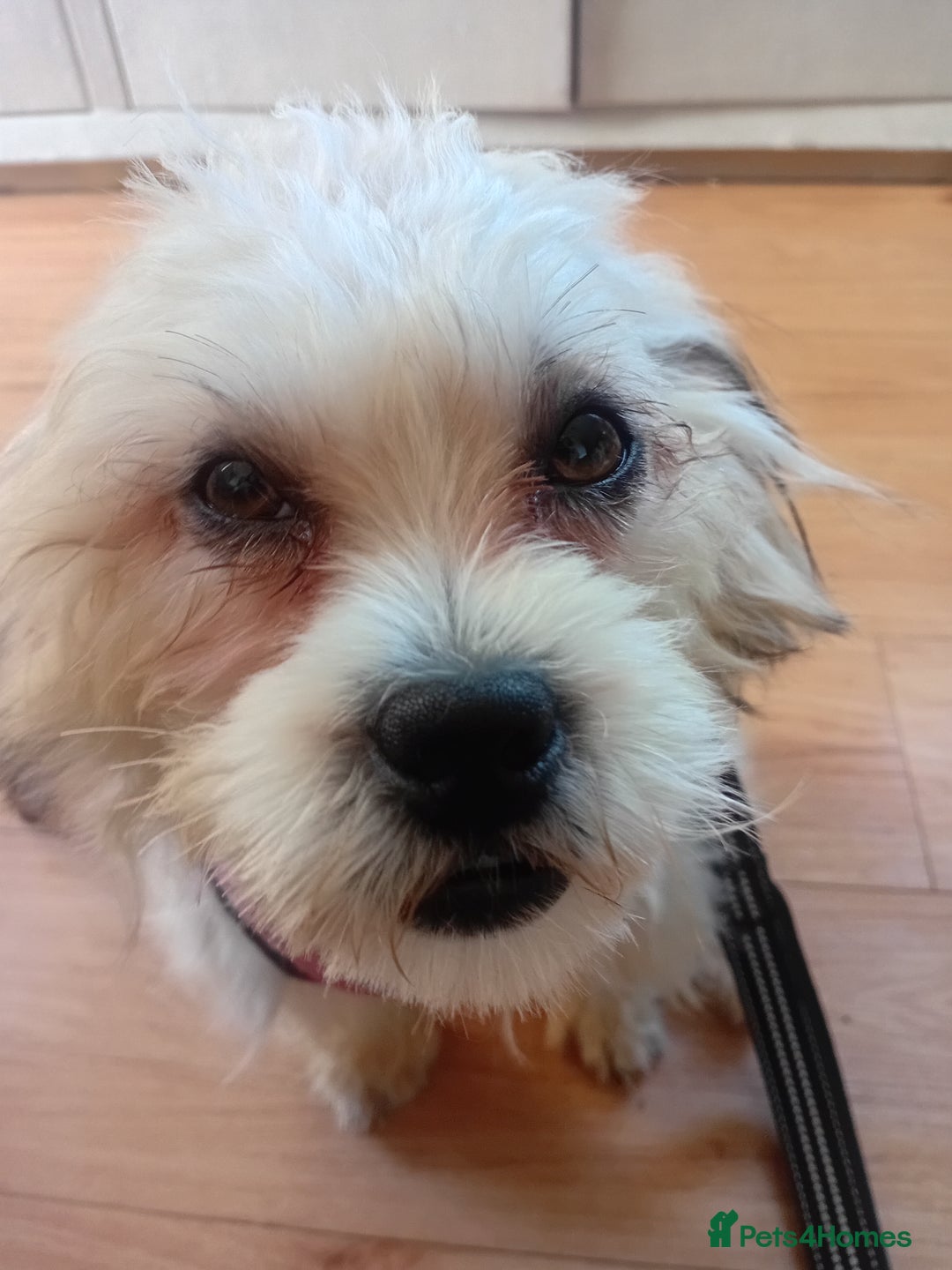 Mixed Breed dogs for sale: Adorable Maltese/Lhasa Apso puppies  - Advert 3