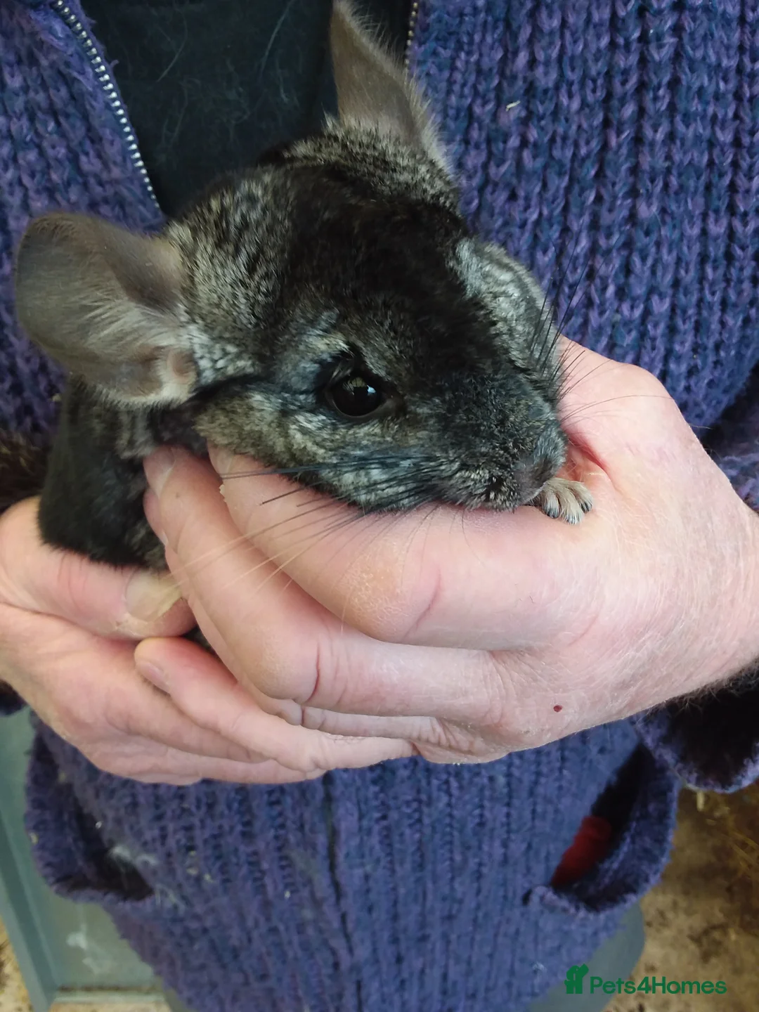 Chinchilla rodents for sale: Double Diamond  - Advert 2