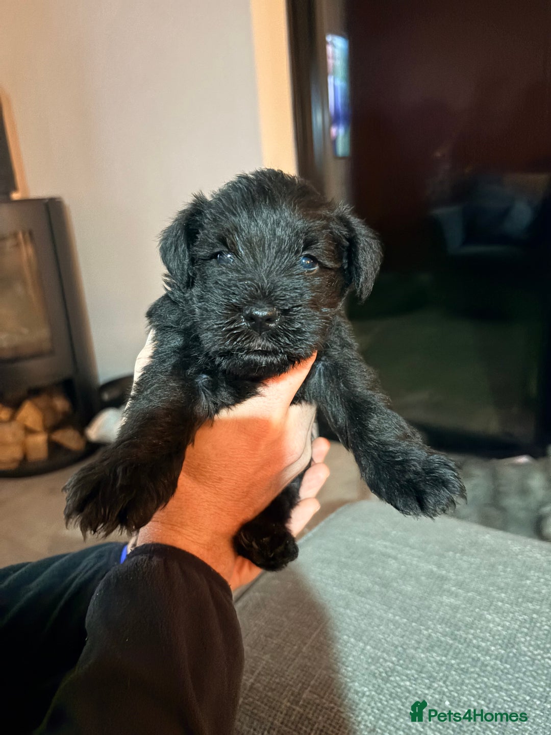 Miniature Schnauzer dogs for sale: Miniature Schnauzer pups - Advert 9