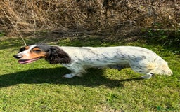 Sprocker dogs for sale: 🧡 Sprocker Puppies 💛 - Image 22
