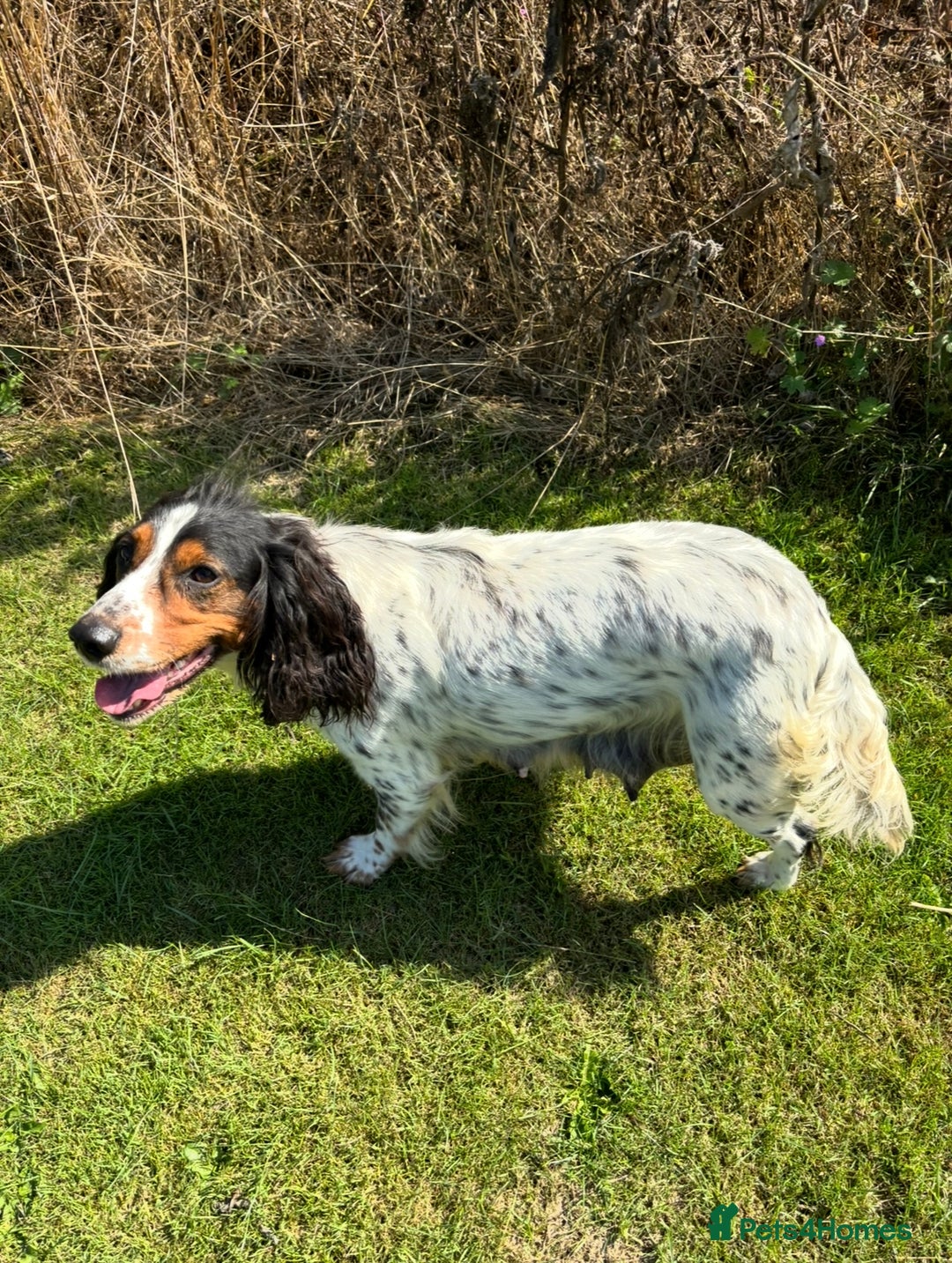 Sprocker dogs for sale: 🧡 Sprocker Puppies 💛 - Image 22