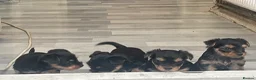 Yorkshire Terrier dogs for sale: Yorkshire Terrier puppies 🐶  - Advert 13
