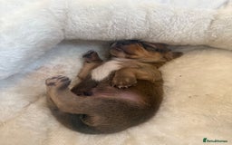 Mixed Breed dogs for sale: Schweenie pups  - Image 12