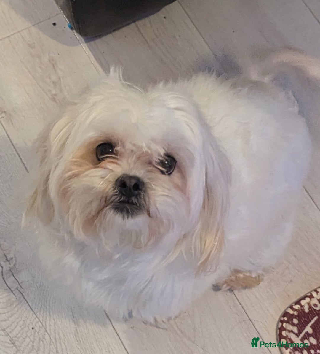 Malshi dogs for sale: Rehoming malshi  - Advert 2