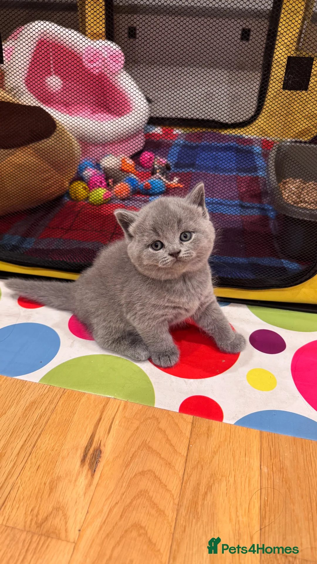 British Shorthair cats for sale: Beautiful British Shorthair Kittens in Watford - Advert 1