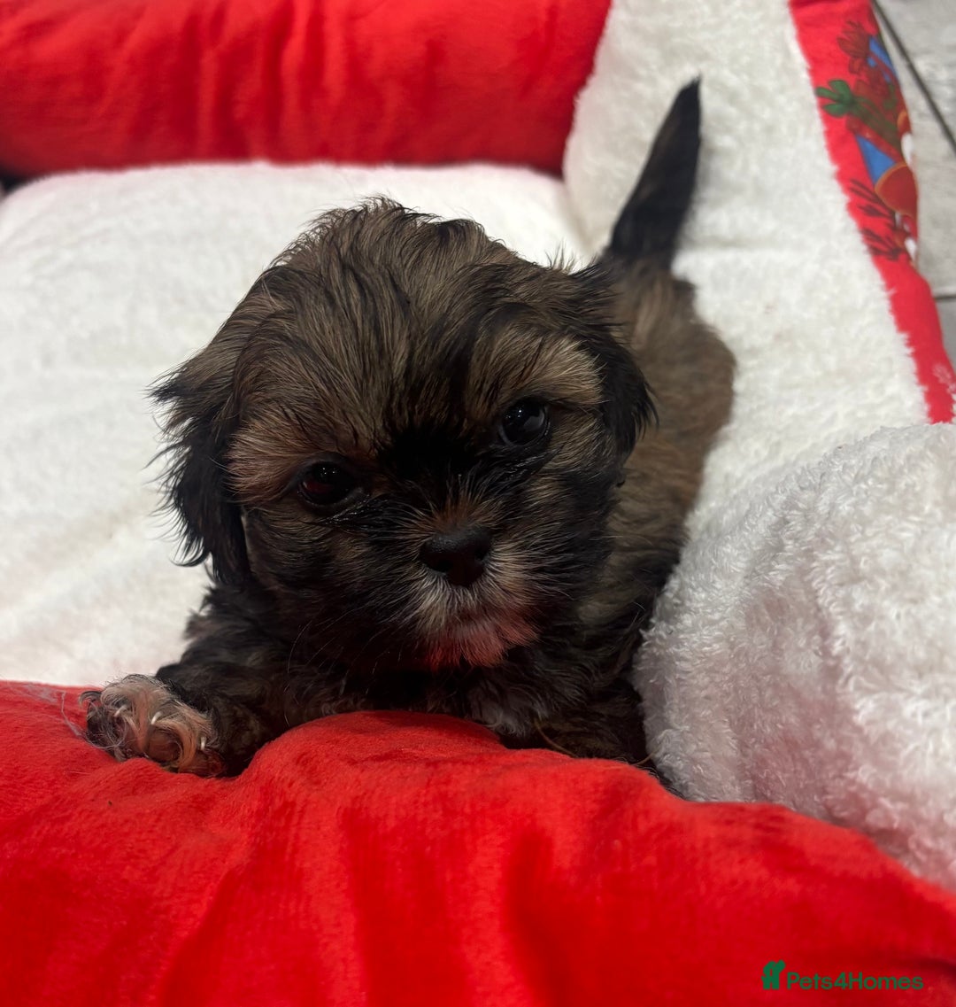 Shih Tzu dogs for sale: Beautiful Shih Tzu puppies - Image 14
