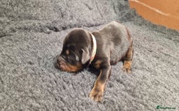 Dobermann dogs for sale: Top line doberman puppies - Image 3