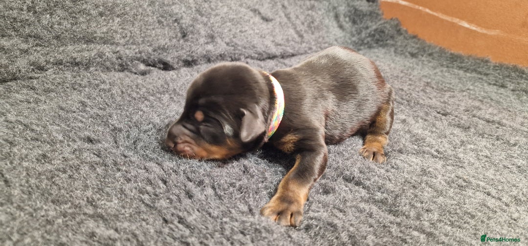 Dobermann dogs for sale: Top line doberman puppies - Image 3