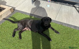 Labrador Retriever dogs for sale: Black labs for sale  - Image 7