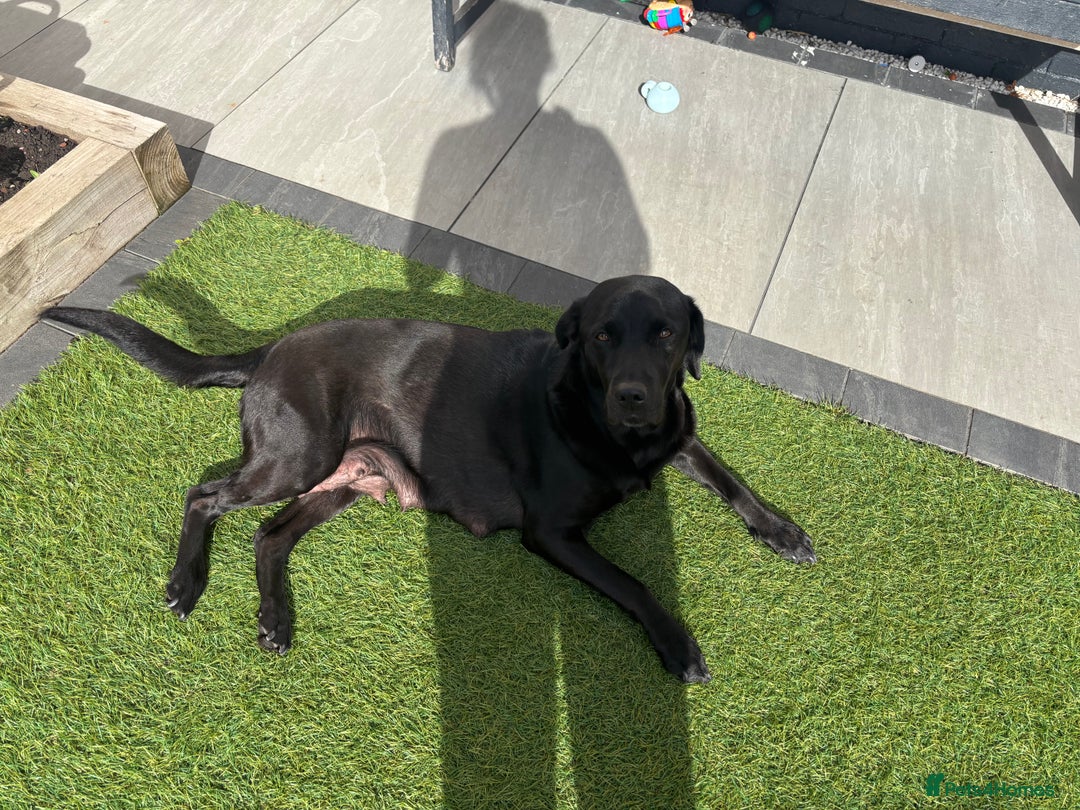 Labrador Retriever dogs for sale: Black labs for sale  - Image 7
