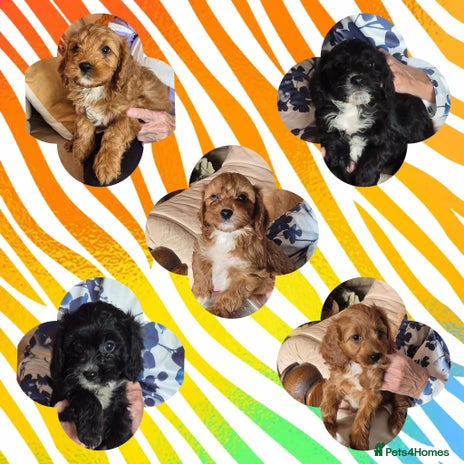 Cavapoo dogs - Advert 1