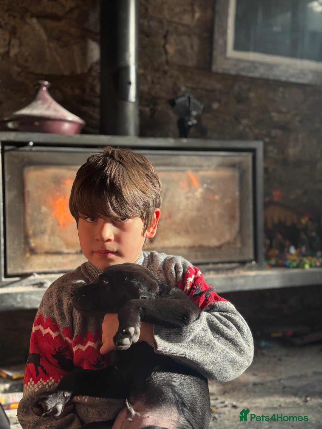 Labrador Retriever dogs for sale: Male Black Labrador Puppy - Advert 11