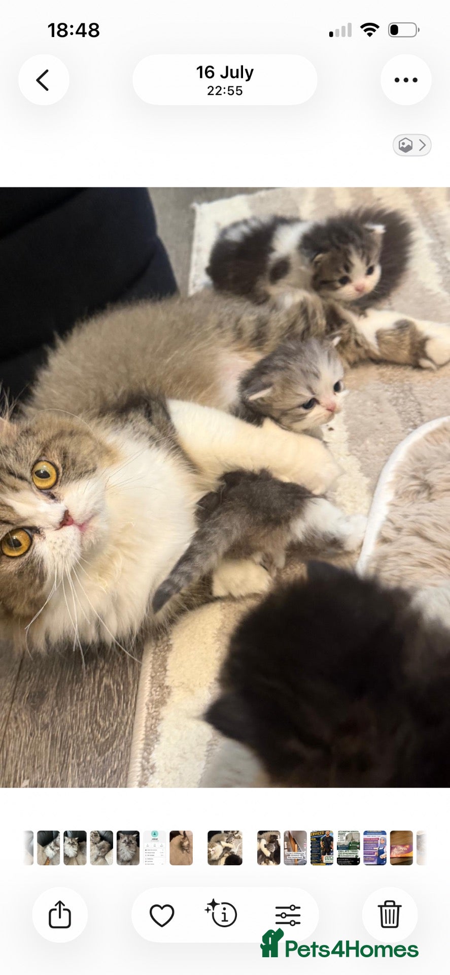 Persian cats Stunning pure Persian babies - Advert 2