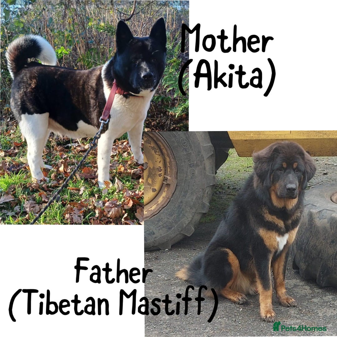 Akita dogs for stud: Tibetan Mastiff X American Akita for Stud - Advert 8
