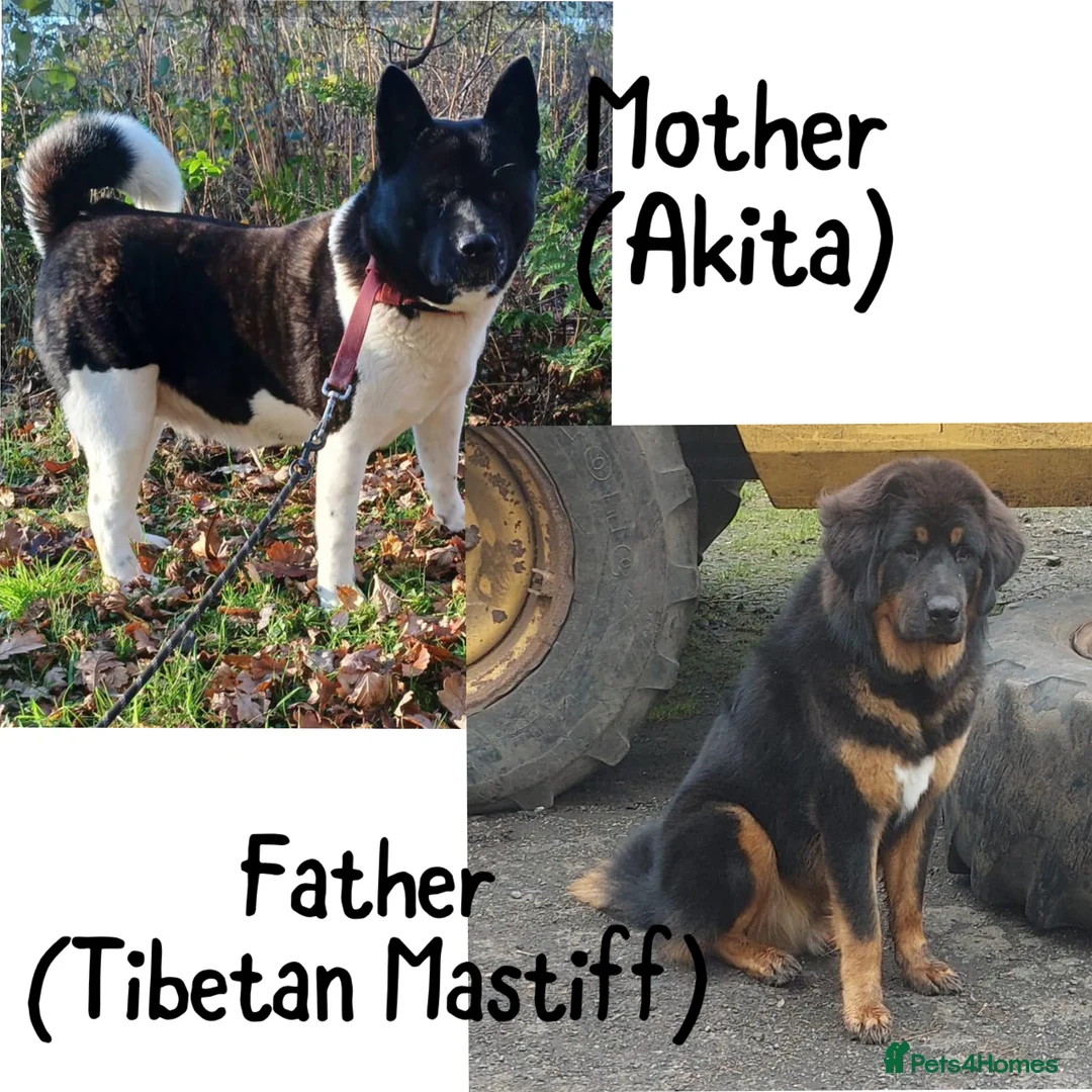 Akita dogs for stud: Tibetan Mastiff X American Akita for Stud - Advert 8