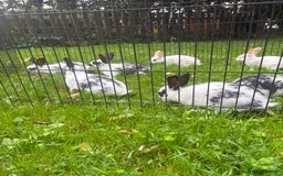 Rex rabbits for sale: Beautiful friendly babies - Image 14