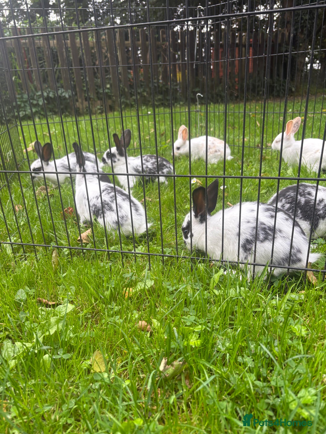Rex rabbits for sale: Beautiful friendly babies - Image 14