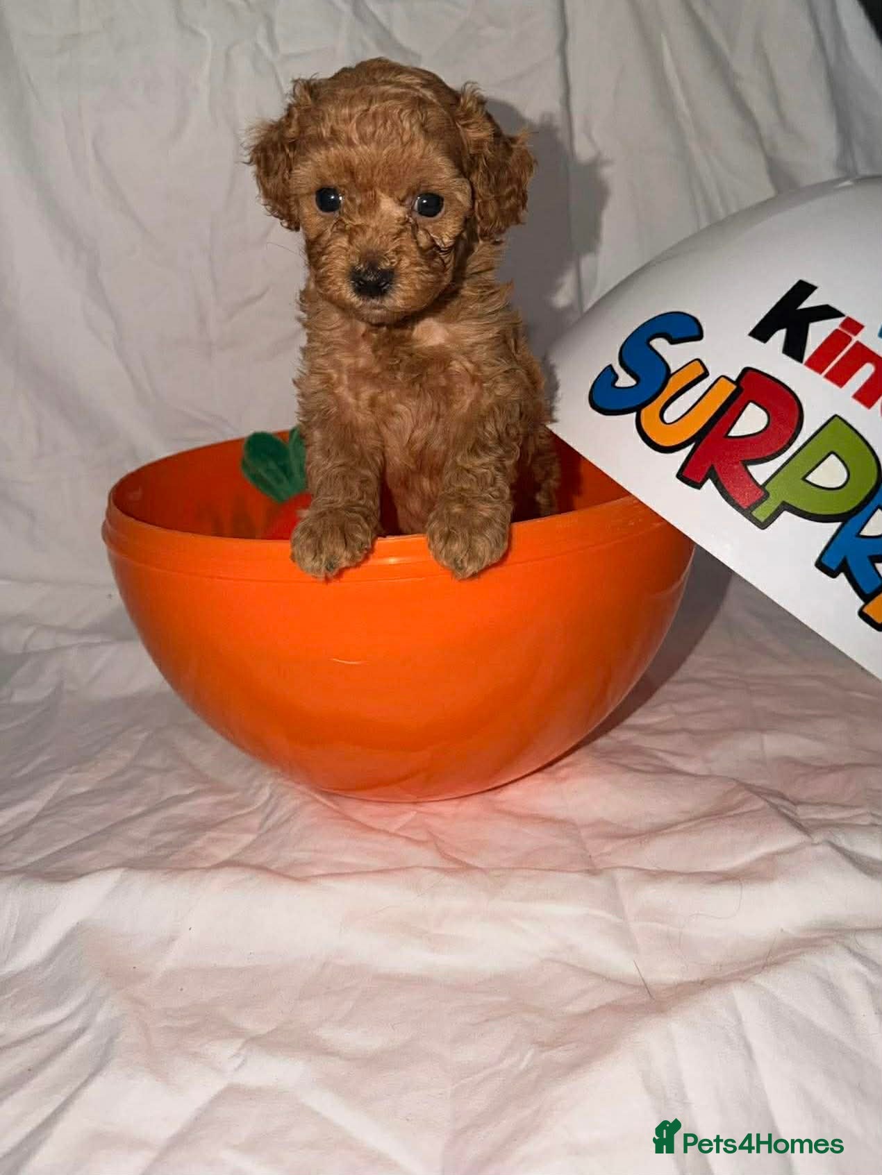 Shihpoo dogs Gorgeous little shihpoo puppys - Advert 10