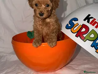Shihpoo dogs Gorgeous little shihpoo puppys - Advert 10