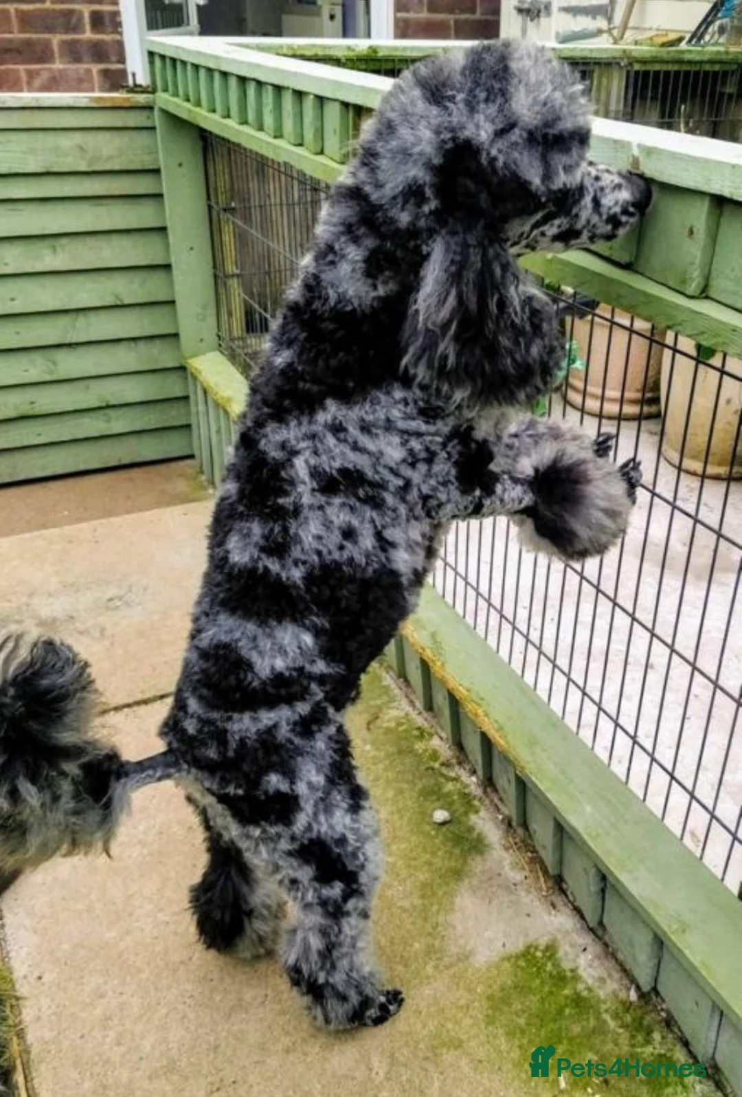 Cocker Spaniel dogs for stud: Superb Chocolate Carrier Merle Poodle Stud in Newcastle - Advert 11