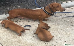 Dachshund dogs for sale: Dachshund puppy’s  - Image 5