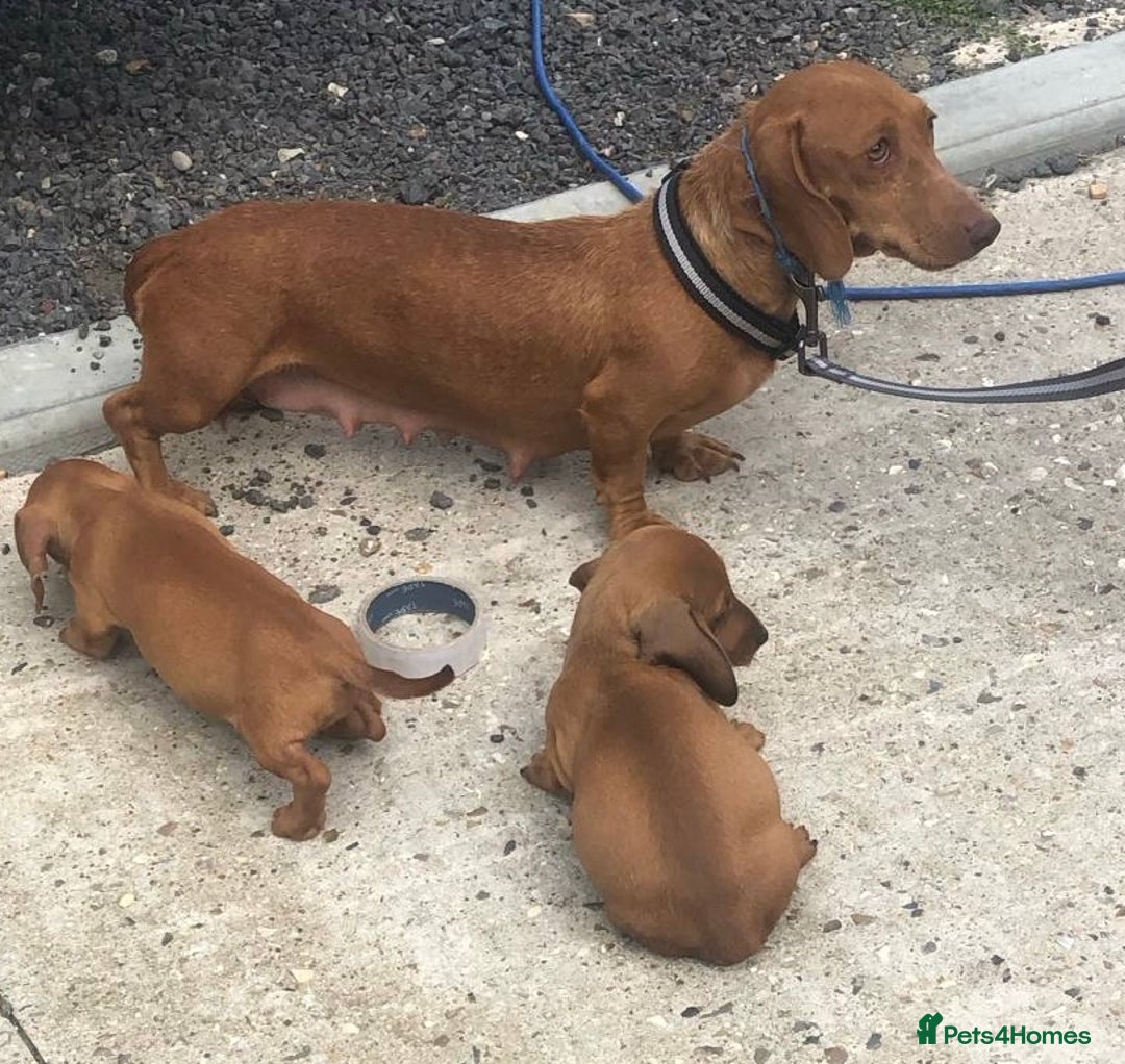 Dachshund dogs for sale: Dachshund puppy’s  - Image 5