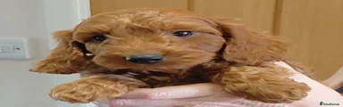 Cockapoo 6