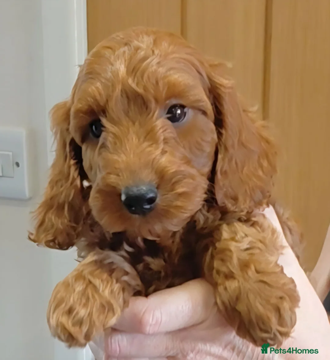 Cockapoo dogs for sale: Dark F1b teddy bear Cockapoo  - Advert 10