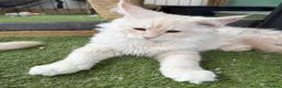 Maine Coon cats for sale: READY TO LEAVE Tica registered Maine Coons  - Advert 16