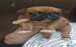 Boxer dogs for sale: *** ONLY 2 LEFT!!! *** - Image 23