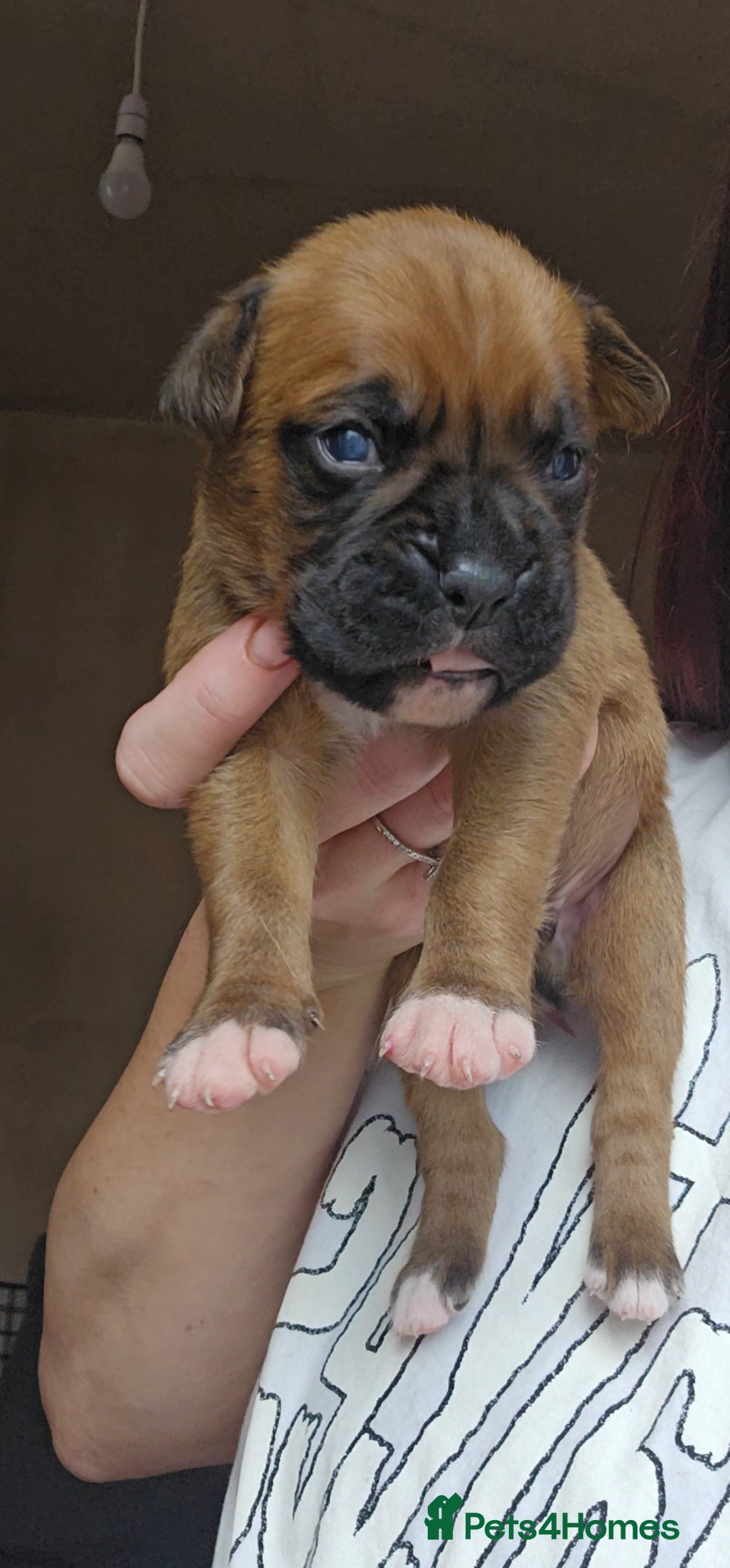Boxer dogs for sale: *** ONLY 2 LEFT!!! *** - Image 23