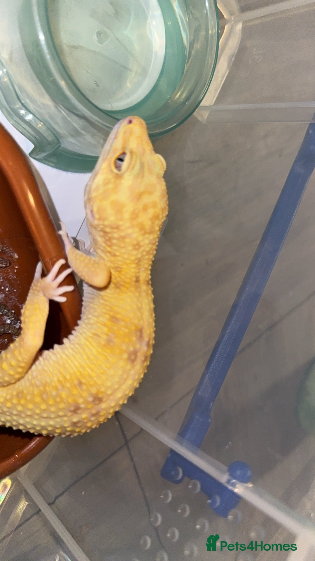 Leopard Gecko reptiles for sale: TANGERINE RAINWATER LEOPARD GECKO  - Image 5