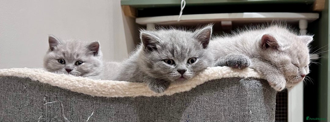 British Shorthair cats for sale: Tica Registered British Shorthair kittens - Advert 15
