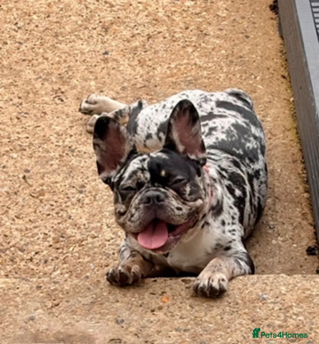 French Bulldog dogs for sale: Merle 1 year old Frencie  - Advert 5