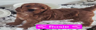 Rosie