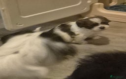 Mixed Breed dogs for sale: 2 adorable Havanse x japanese chin puppies  - Image 10