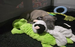 Italian Greyhound dogs for sale: KC regist. Beautiful girl  Italian Greyhound  - Image 5
