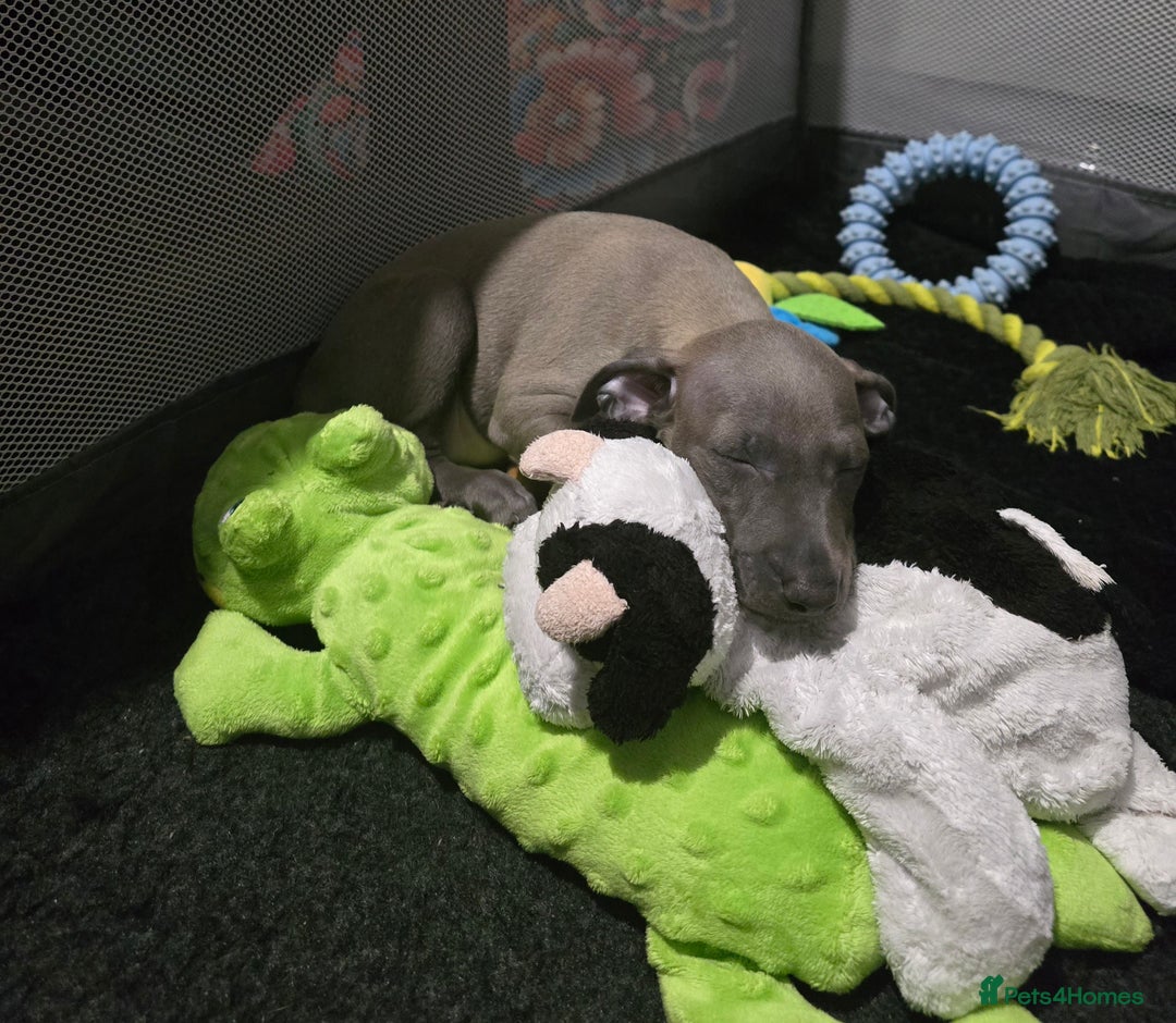 Italian Greyhound dogs for sale: KC regist. Beautiful girl  Italian Greyhound  - Image 5