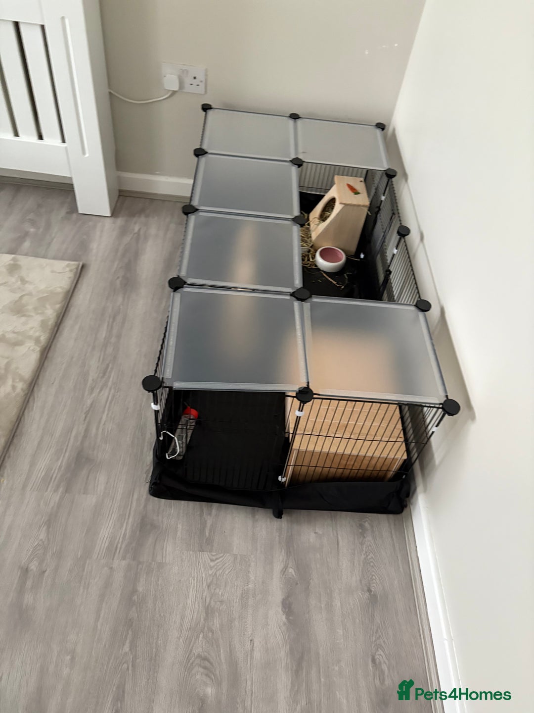 Netherland Dwarf rabbits for sale: Milo Netherlands dwarf bunny - Image 4